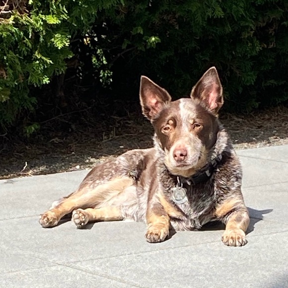 Meet your Posher, Nici - Picture 5 of 6